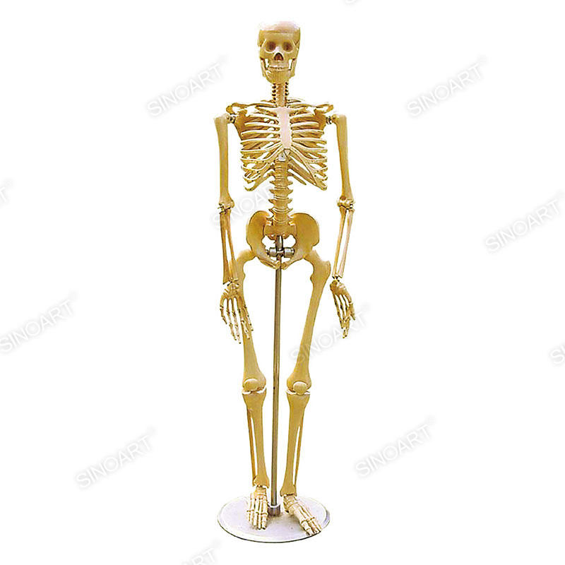 Esqueleto de Plástico Humano Figura de Artistas Maniquí Articulado para Dibujar Bocetos Maniquí